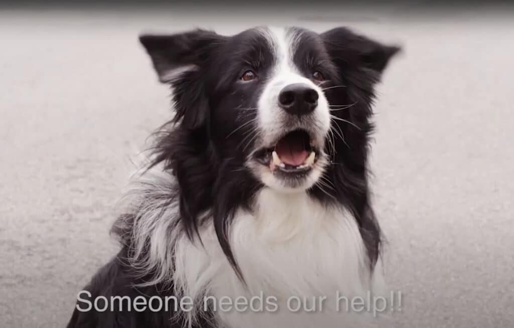 some needs our help.2403210803550 (1)